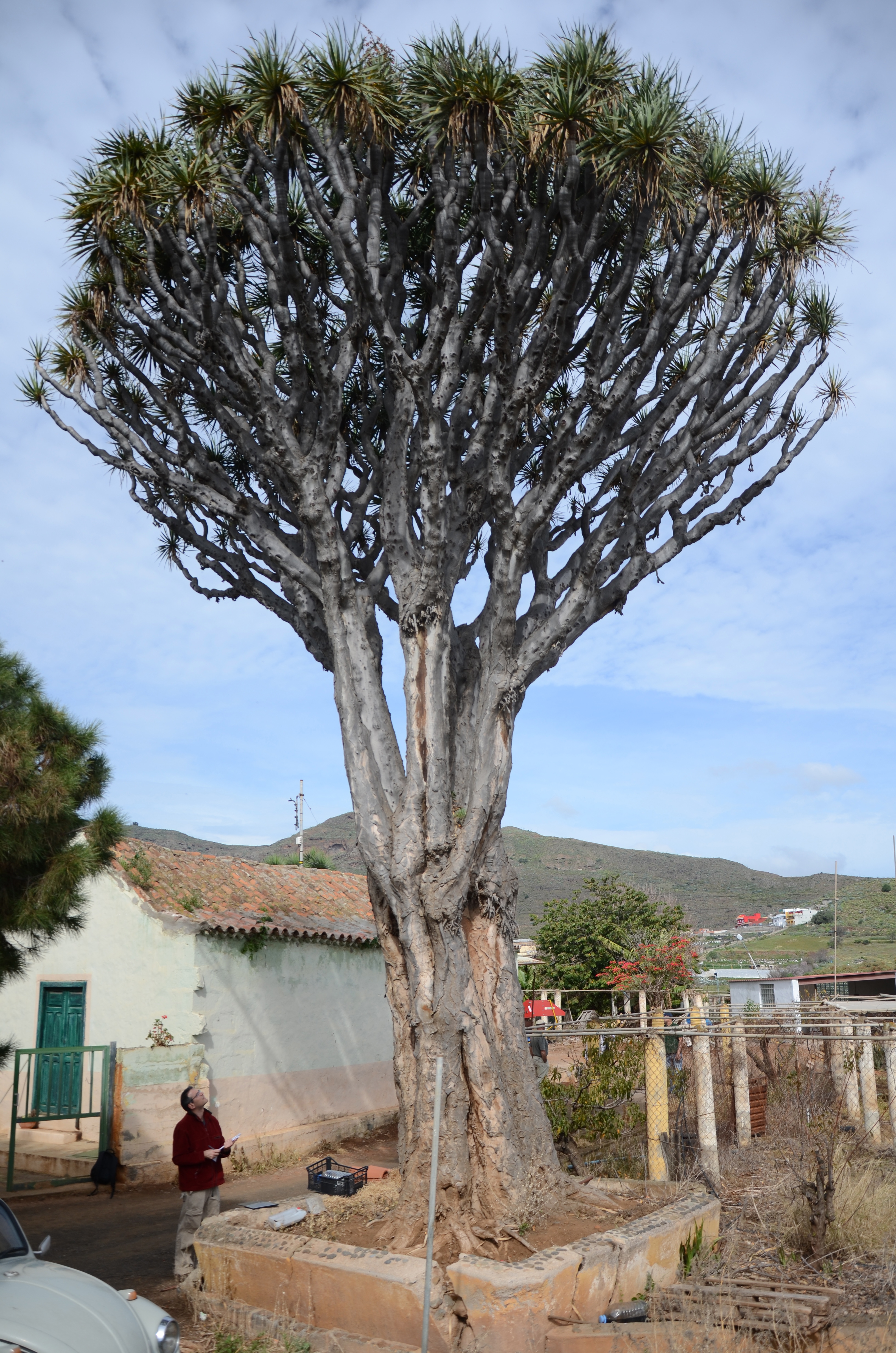 El Cabildo y el Ayuntamiento de Valsequillo actúan para conservar el histórico Drago de Luis Verde